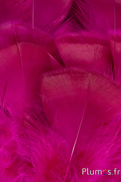 Dindon bronze blanchi - 5-15 cm - fuchsia-caramel
